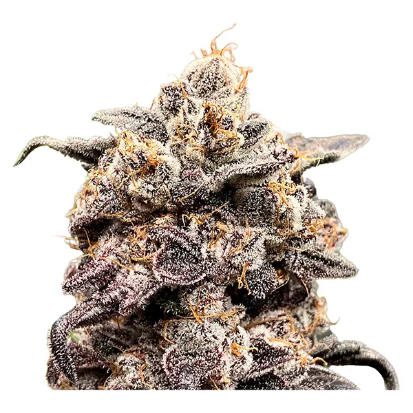 Image for 41 Ghosts auto Fem Seeds, cannabis seeds by Green Rose Seeds
