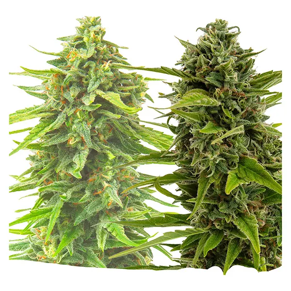 Image for BC West Coast Feminized Seed Multi Pack, cannabis seeds by Weathered Islands Craft Cannabis
